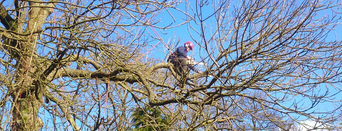 Top Tree Fella's are your friendly local tree surgery experts.