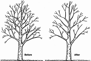 Pruning by Top Tree Fella's