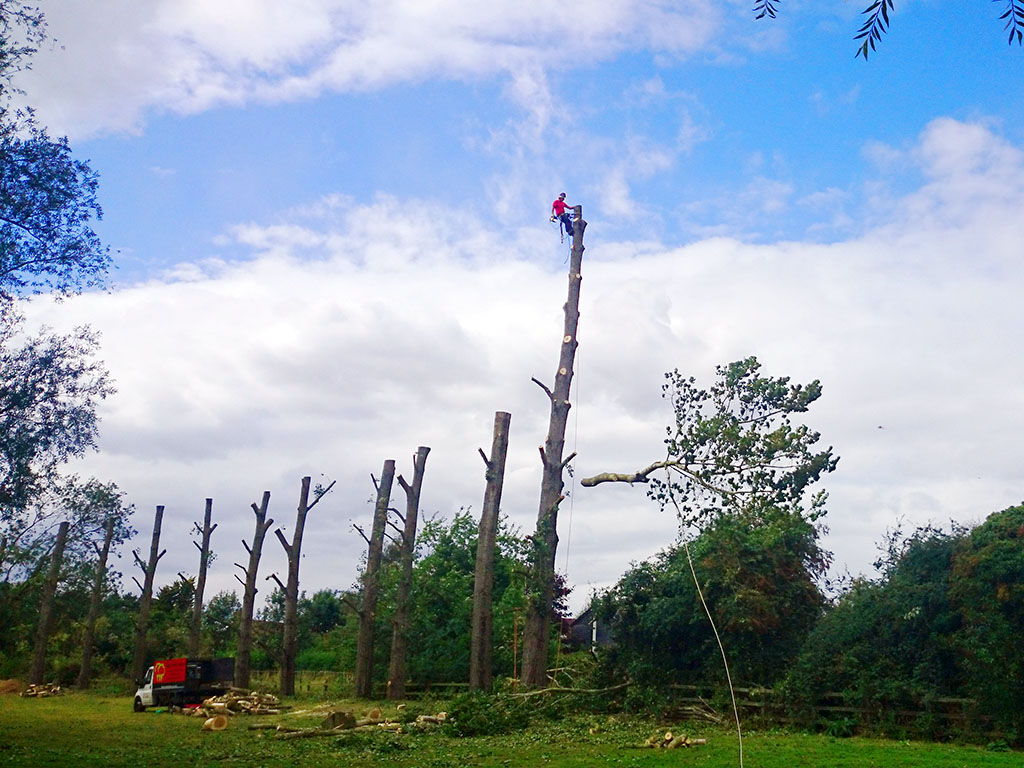 Top Tree Fella's can take care of all your tree surgery needs.